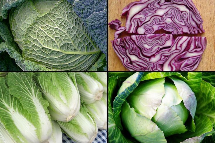 Капуста какая бывает виды фото Savoy, Red, Napa,and Green cabbage! Cabbage is great as a side dish, main dish, 