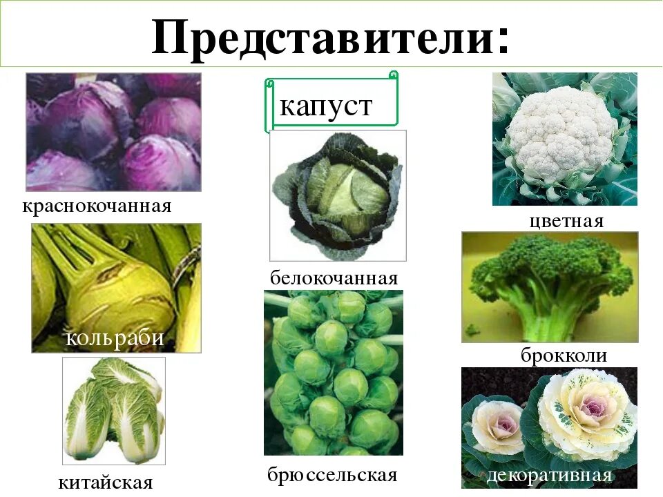 Капуста какая бывает виды фото Виды капуст - CoffeePapa.ru