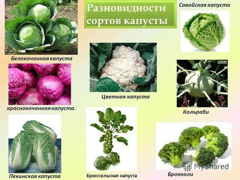 Капуста какая бывает виды фото Виды капуст - CoffeePapa.ru