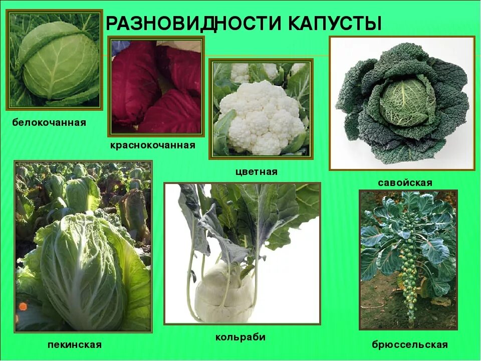 Капуста какая бывает виды фото Листовая капуста: 10 лучших сортов с описанием и характеристиками, выращивание с