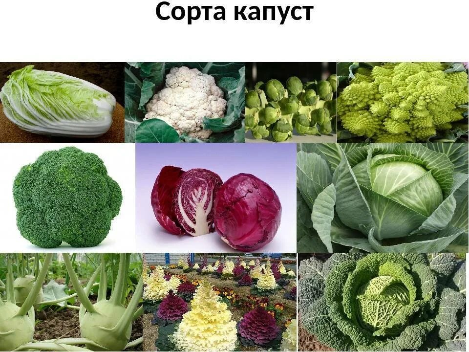 Капуста какая бывает виды фото Название капусты фото - DelaDom.ru