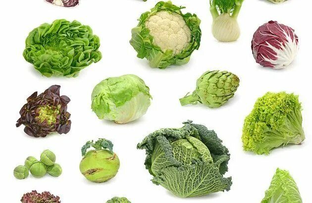 Капуста какая бывает виды фото Pin on Health
