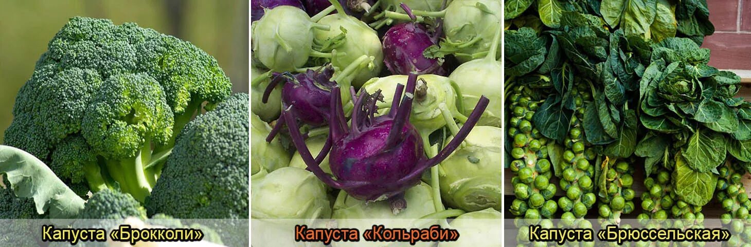 Капуста какая бывает виды фото Капуста - королева овощей: все что стоит знать о видах и сортах