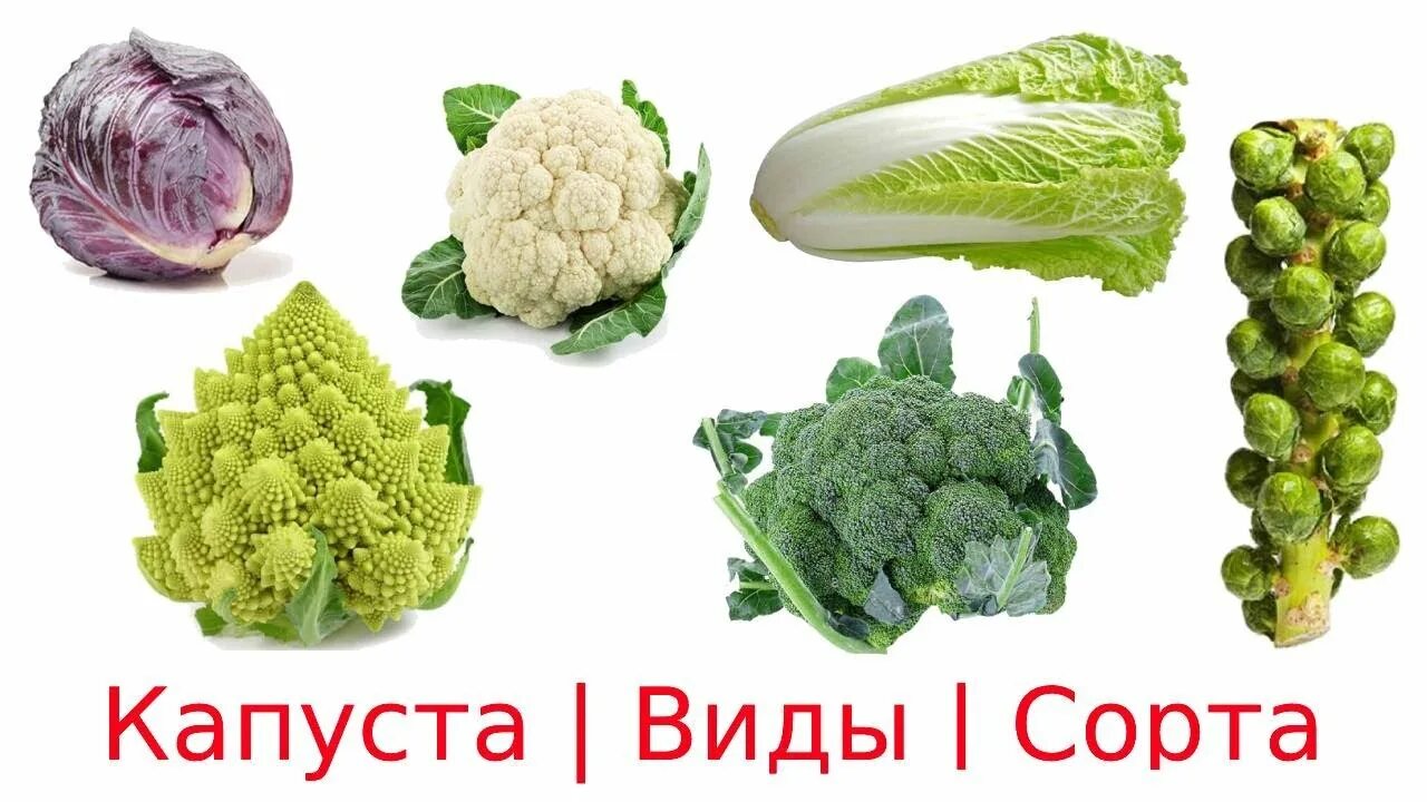 Капуста какая бывает виды фото 13 видов капусты #Капуста Виды Сорта разновидности капусты овощи для детей #Карт