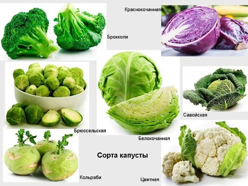 Капуста какая бывает виды фото Ответы Mail.ru: Какие виды/сорта капусты вам нравятся? покупаете или сами выращи