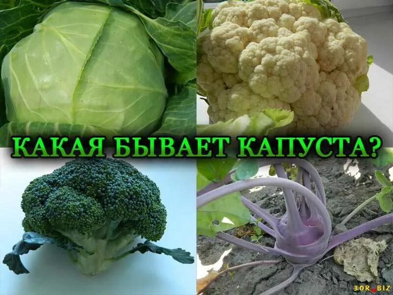 Капуста какая бывает виды фото Какие виды капусты бывают фото и названия