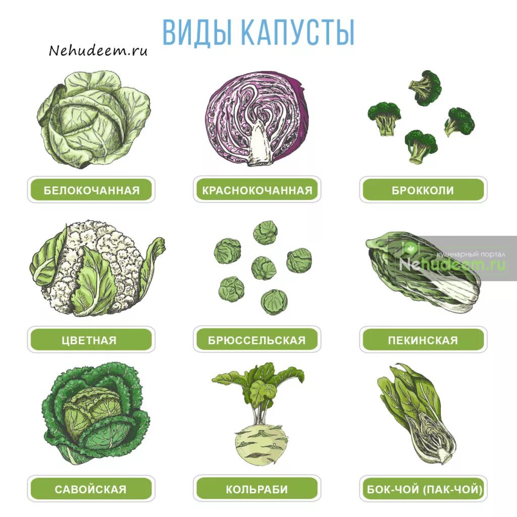 Капуста какая бывает виды фото Капуста похожая на брокколи HeatProf.ru