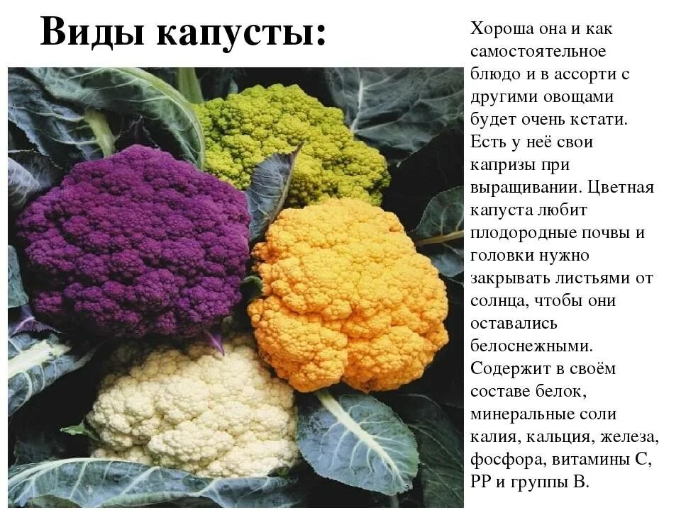 Капуста какая бывает виды фото Какие сорта капусты фото - DelaDom.ru