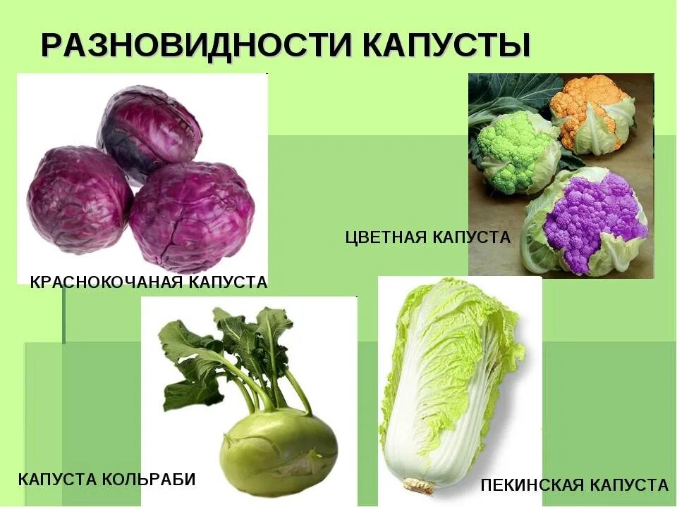 Капуста какая бывает виды фото Виды капуст - CoffeePapa.ru