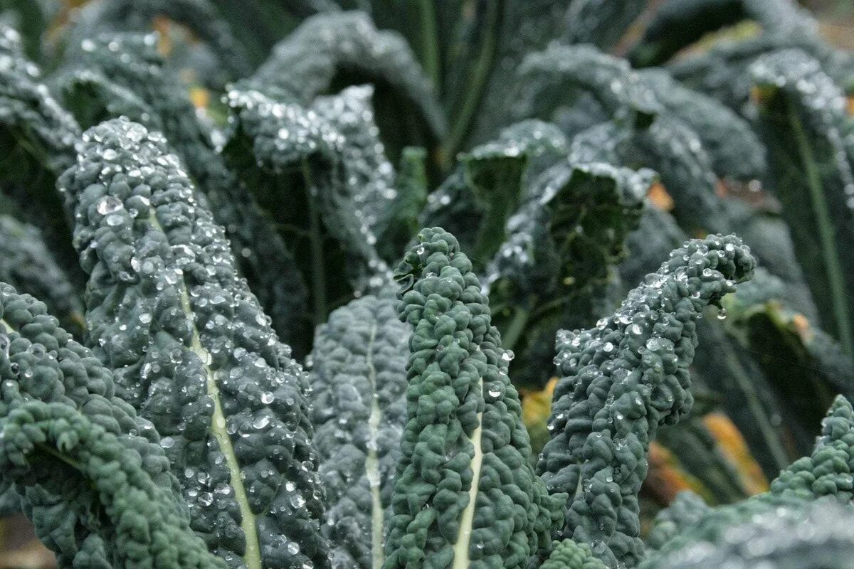 Капуста кала фото Kale Seeds Sow True Seed