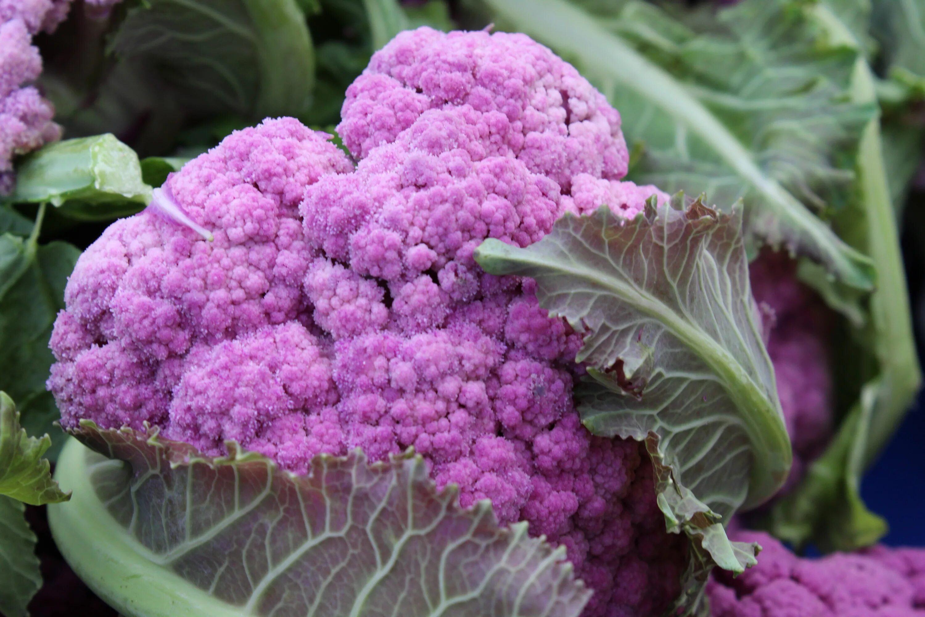Капуста кальбари фото Free Images : purple, cabbage, flower, annual plant, violet family, amaranth fam