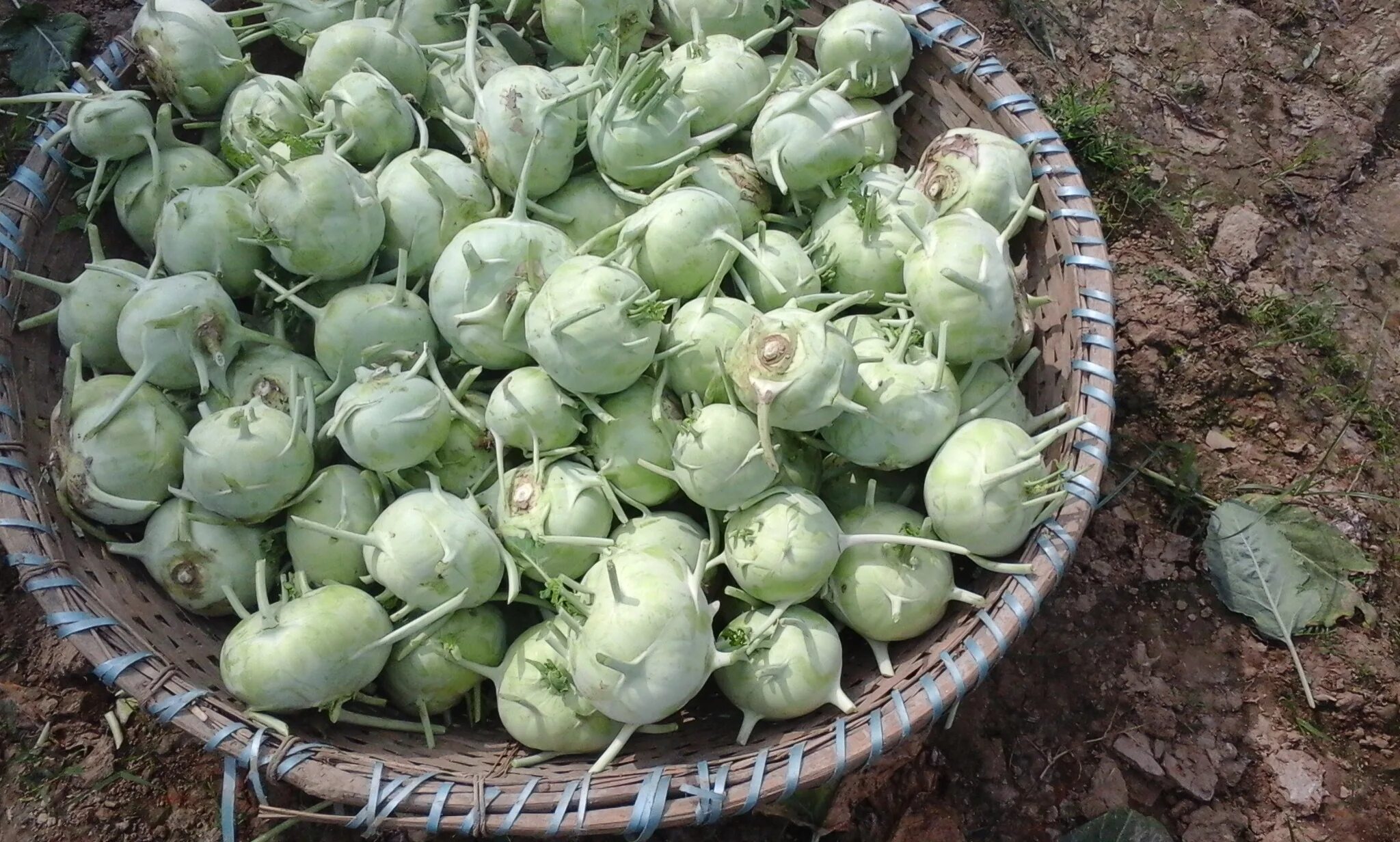 Капуста кальбари фото File:Ol copy (kohlrabi) 1.jpg - Wikimedia Commons