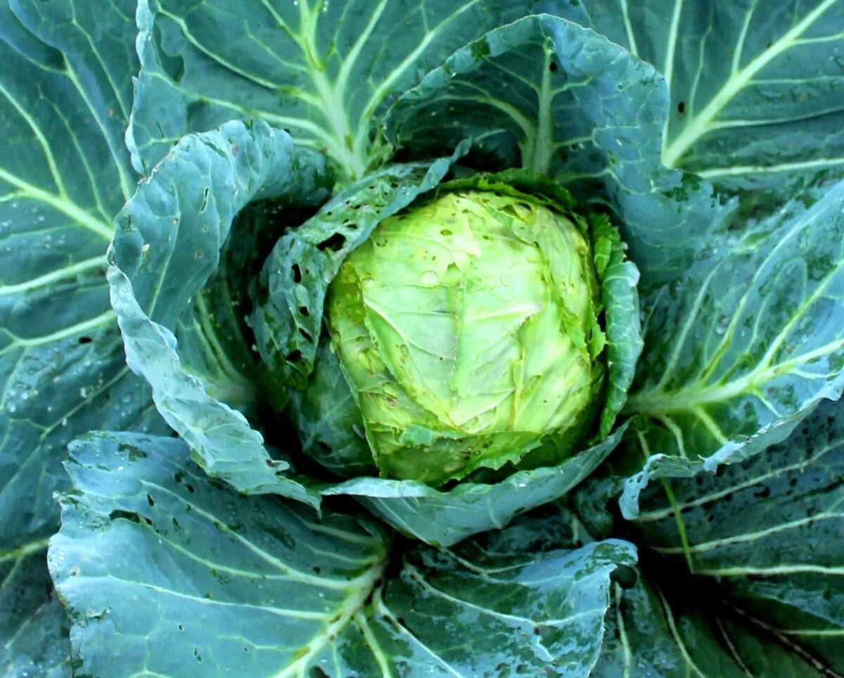 Капуста кальбари фото Free Images : food, green, produce, fresh, indonesia, brassica, cauliflower, col