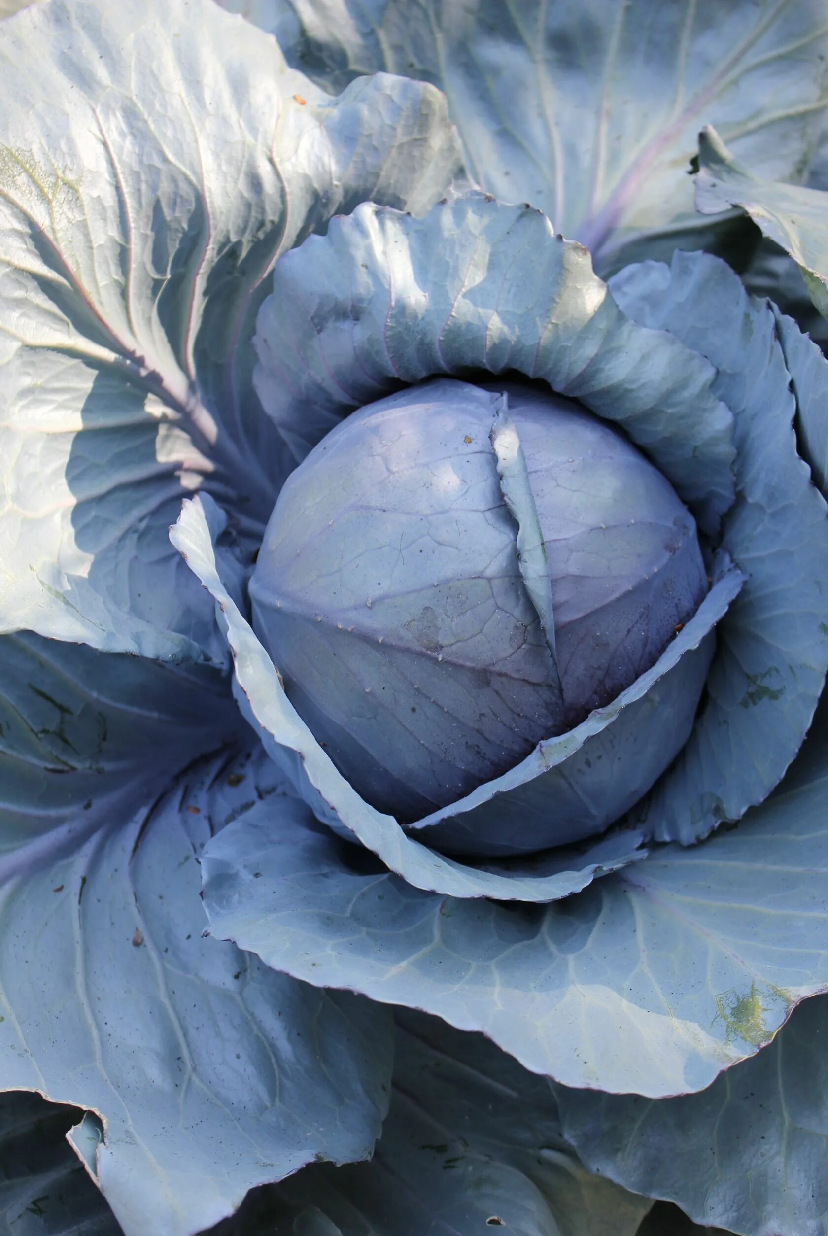 Капуста кальбари фото Sunday Favorites Shades of blue, Color, Cabbage