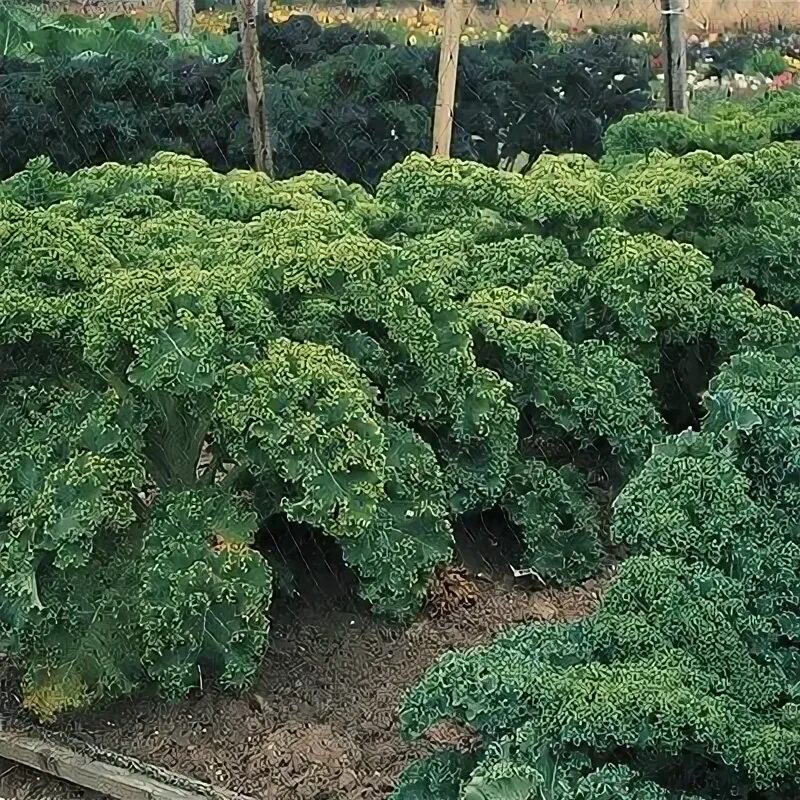 Капуста кале фото Kale Dwarf Blue Curled Scotch Kale Seeds - Non-GMO Heirloom Free Shipping eBay
