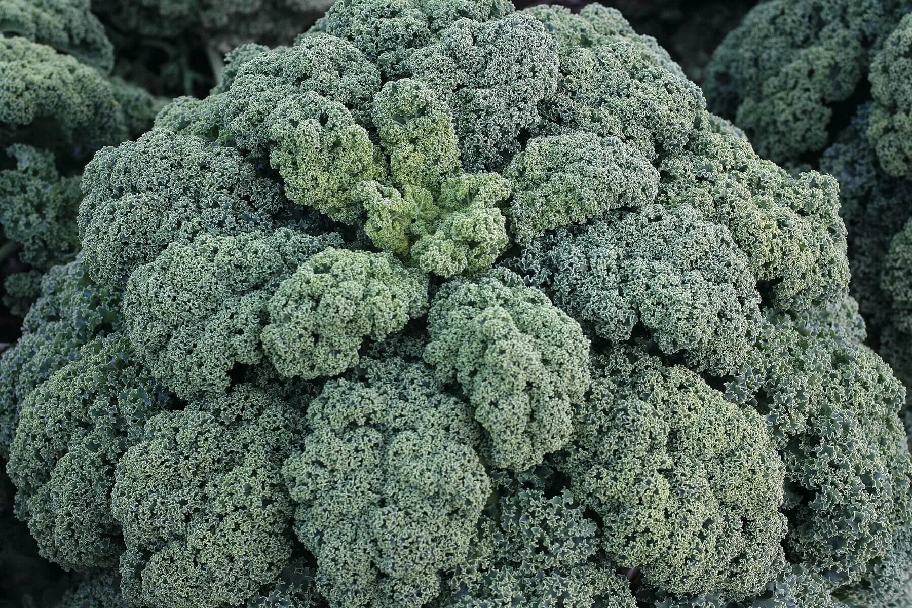 Капуста кале фото описание Winterbor Kale (Treated Seed) Seedway