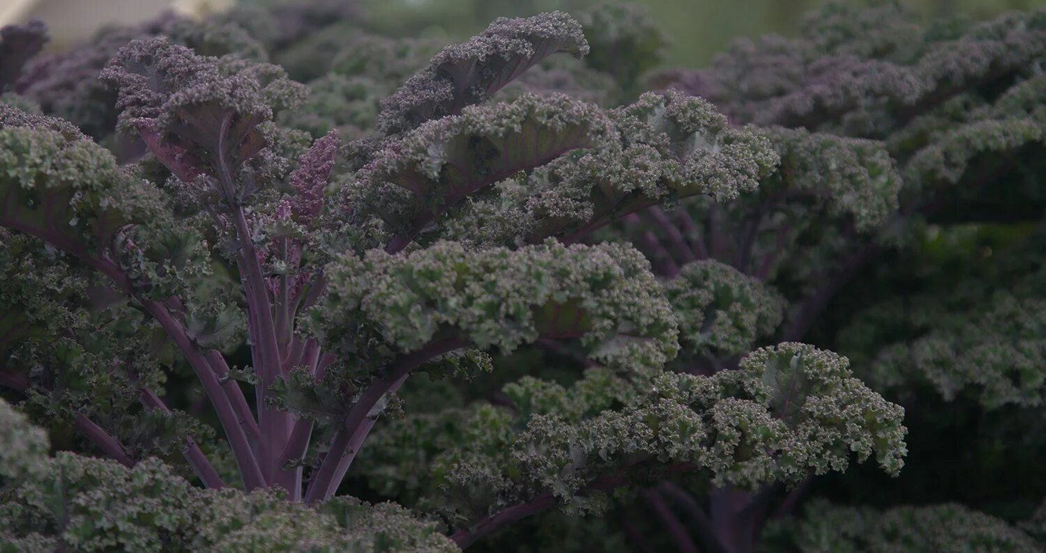 Капуста кале фото описание Redbor Kale - Louisiana Super Plant Fall 2011 Plants, Annual bedding plants, Sum