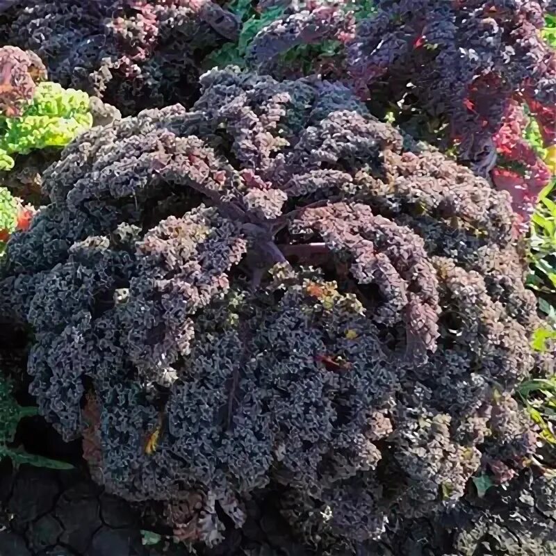 Капуста кале фото описание Купить весовые семена Капуста листовая Ред Керлд оптом в интернет-магазине. - Ин