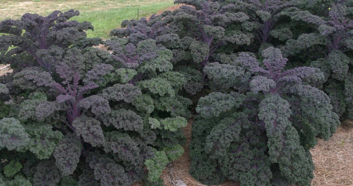 Капуста кале фото описание Redbor Kale-2'Hx1'W Flowering kale, Edible garden, Summer bedding plants