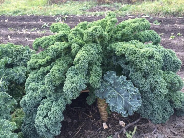 Капуста кале фото описание Капуста Курчаволистная зеленая - Питомник Веселый Садовник