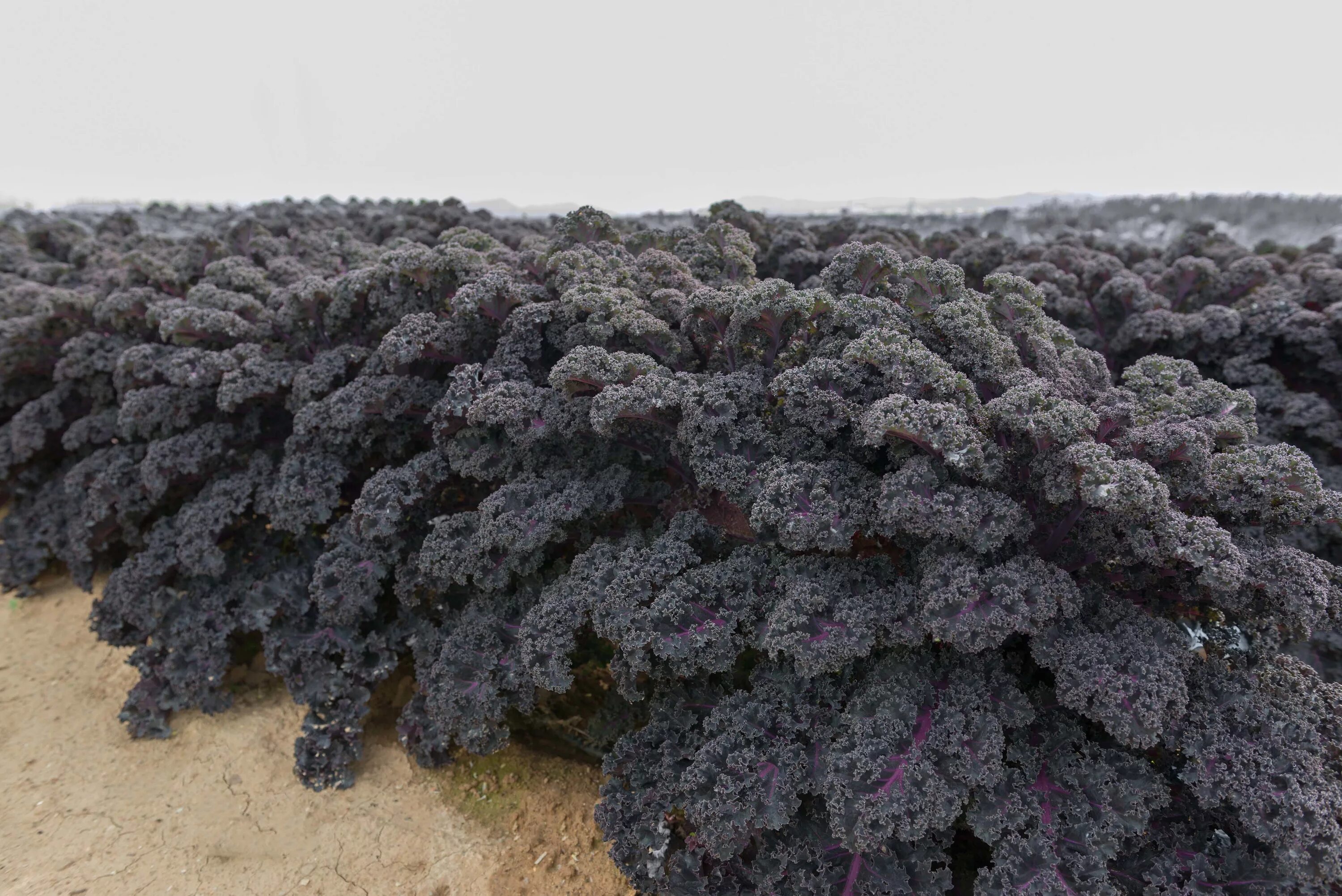 Капуста кале фото описание Brassica Pictures - National Garden Bureau