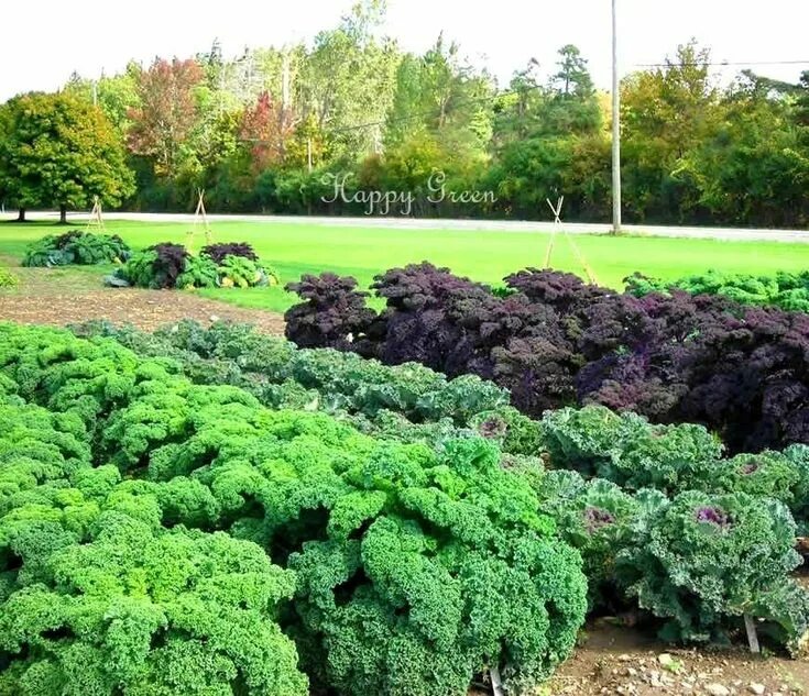 Капуста кале фото польза VEGETABLE KALE Borecole Dwarf Green Curled 1000 SEEDS Winter Hardy - Etsy UK