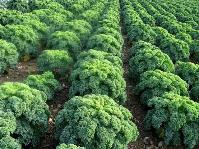 Капуста кале фото выращивание Organic Kale Farm