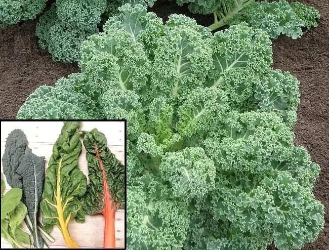 Капуста кале фото выращивание и уход Planting and Growing Guide for Borecole, also known as Kale (Brassica oleracea s