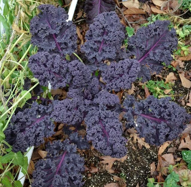 Капуста кале фото выращивание и уход Growing Days: Kale Fail. Creative gardening, Amazing gardens, Growing gardens