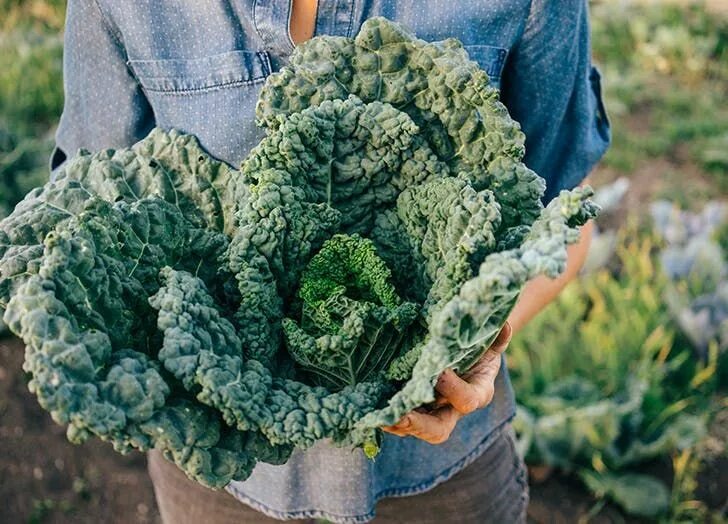 Капуста кале фото выращивание и уход The 15 Most Nutritious Vegetables You Can Put in Your Body Most nutritious veget