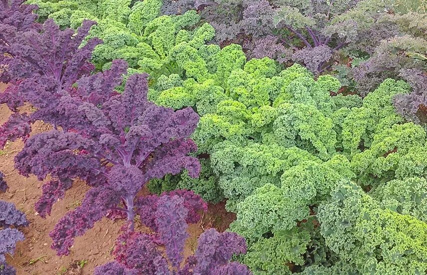 Капуста кале фото выращивание и уход Как выращивать капусту кале - на клумбе или на грядке? Тонкости посевов Полезные