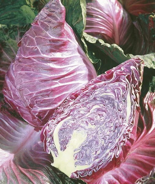 Капуста калибос фото Капуста кочанная Cabbage Kalibos - купить семена в интернет-магазине