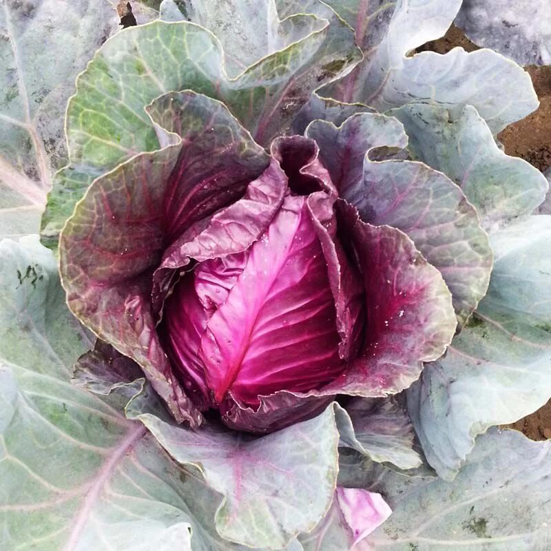 Капуста калибос фото Калибос капуста коническая семена Moravoseed купить, выгодная цена в Украине