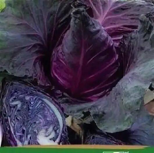 Капуста калибос описание сорта фото Красная капуста Калибос: Фотографии Натуралист Фотогалерея природы на dia-logika