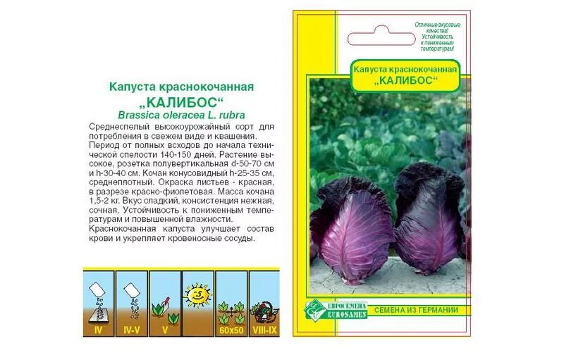 Капуста калибос описание сорта фото отзывы Капуста калибос описание сорта фото отзывы - MosRosa.ru