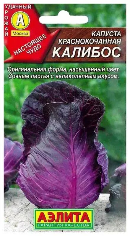 Капуста калибос описание сорта фото отзывы Семена Капуста к/к Калибос: описание сорта, фото - купить с доставкой или почтой