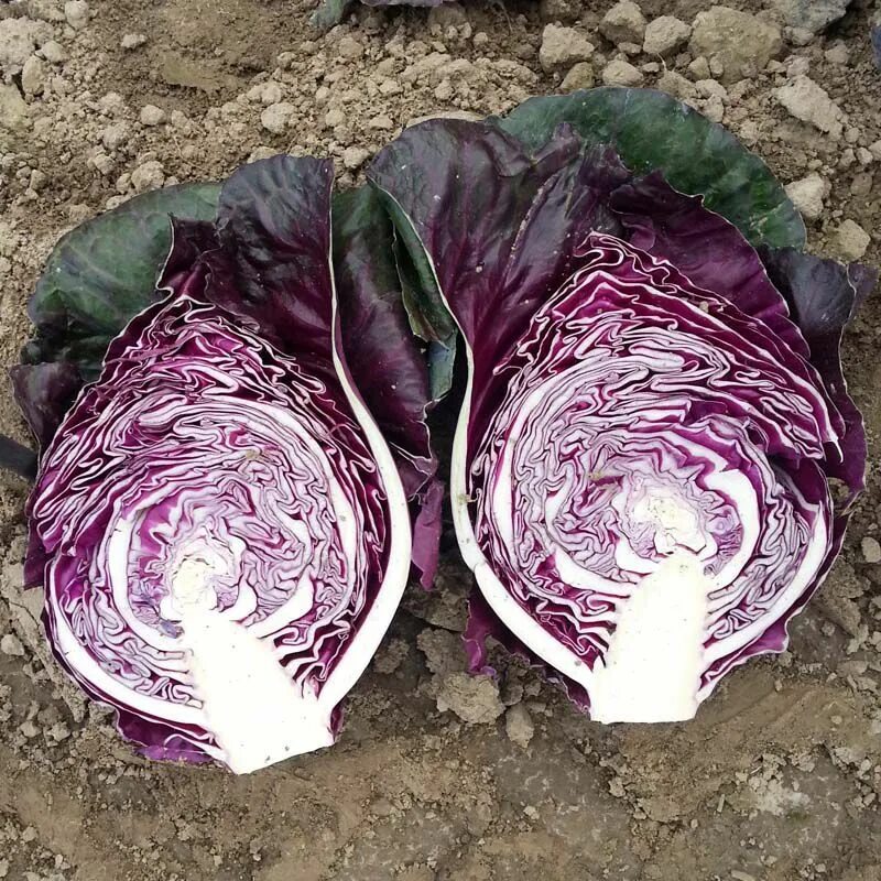 Капуста калибос описание сорта фото отзывы Калибос капуста коническая семена Moravoseed купить, выгодная цена в Украине