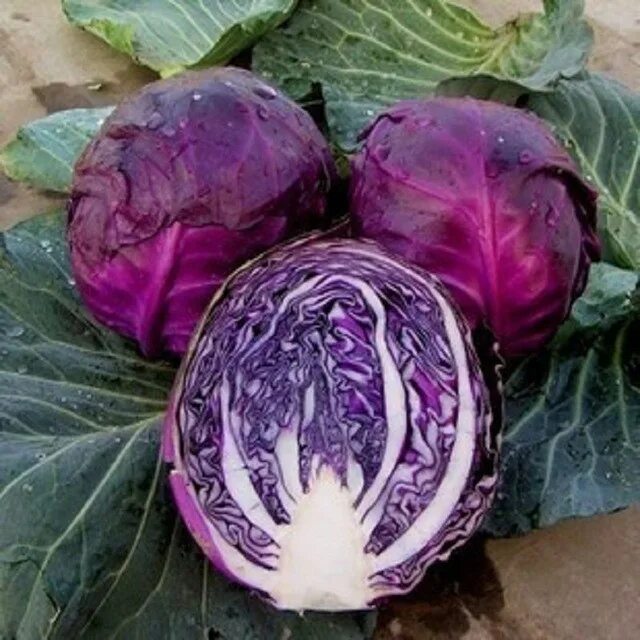 Капуста калираби фото Purple Cabbage/red Cabbage Whatsapp +0084 845639639 - Buy Purple Cabbage,Red Cab