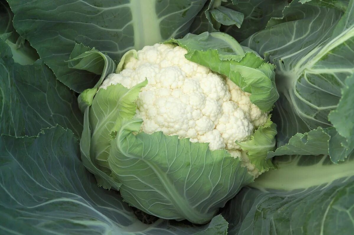 Капуста калираби фото Bishop - (F1) Cauliflower Seed - SeedsDay