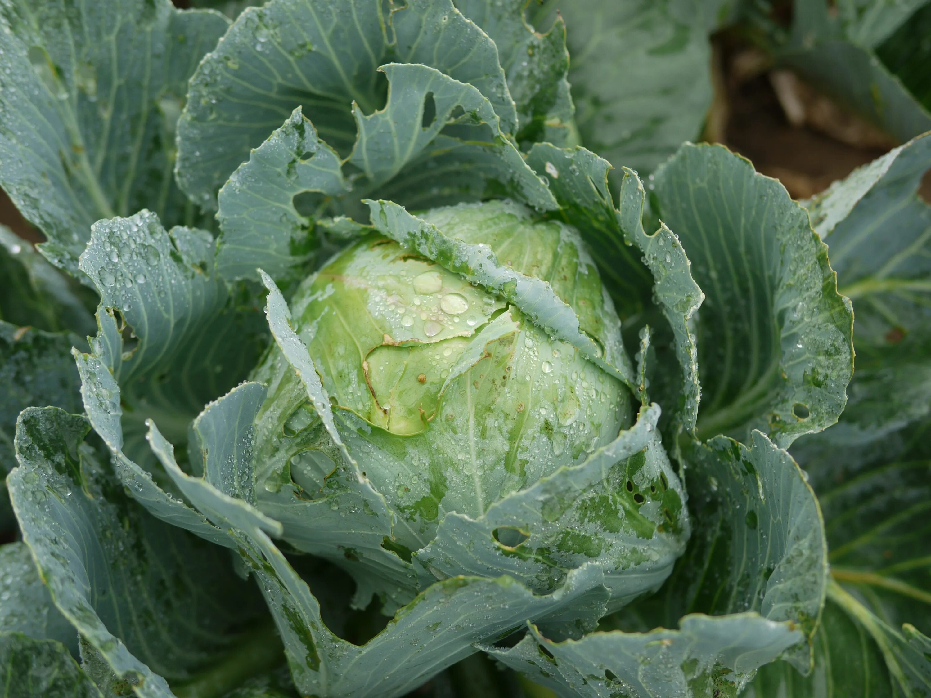 Капуста калия фото Kohl White Cabbage Fresh free image download