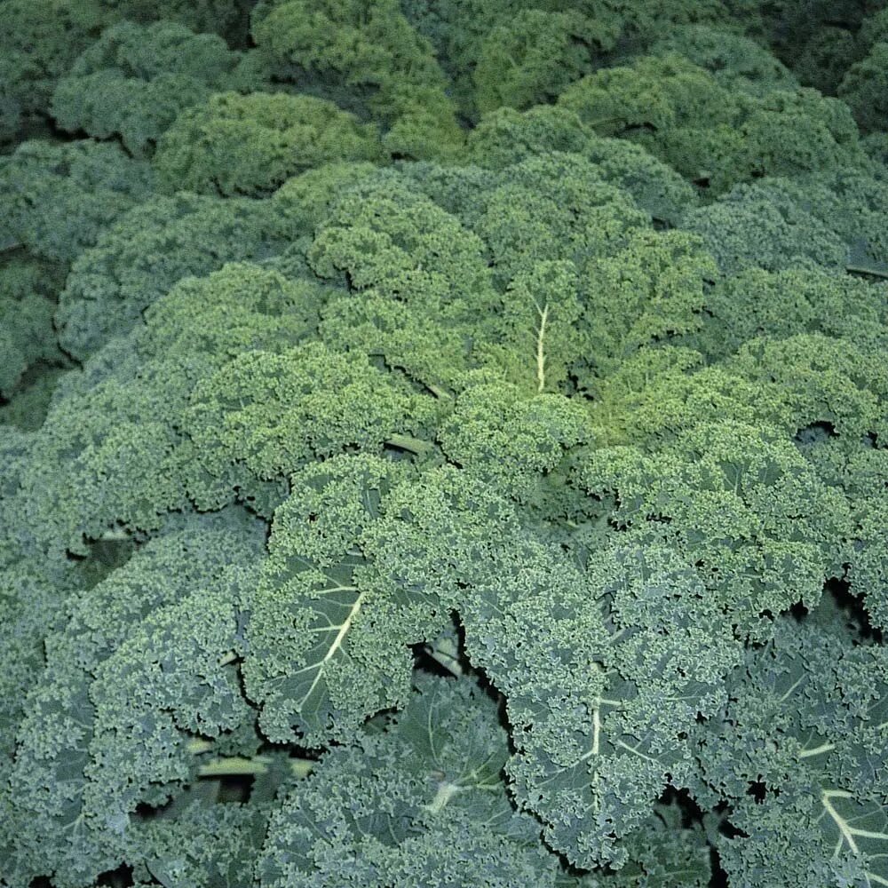 Капуста калия фото Kale 'Reflex' F1 Hybrid - Brassica & Leafy Green Seeds - Thompson & Morgan