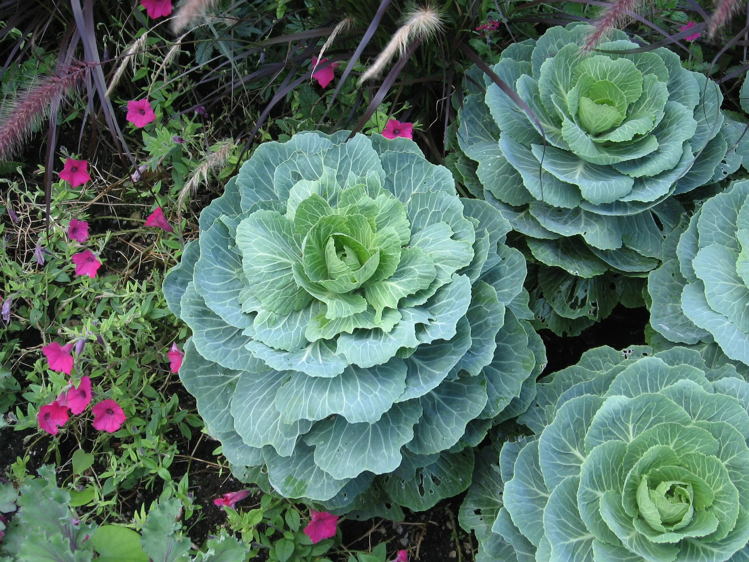 Капуста калли фото Ornamental cabbage