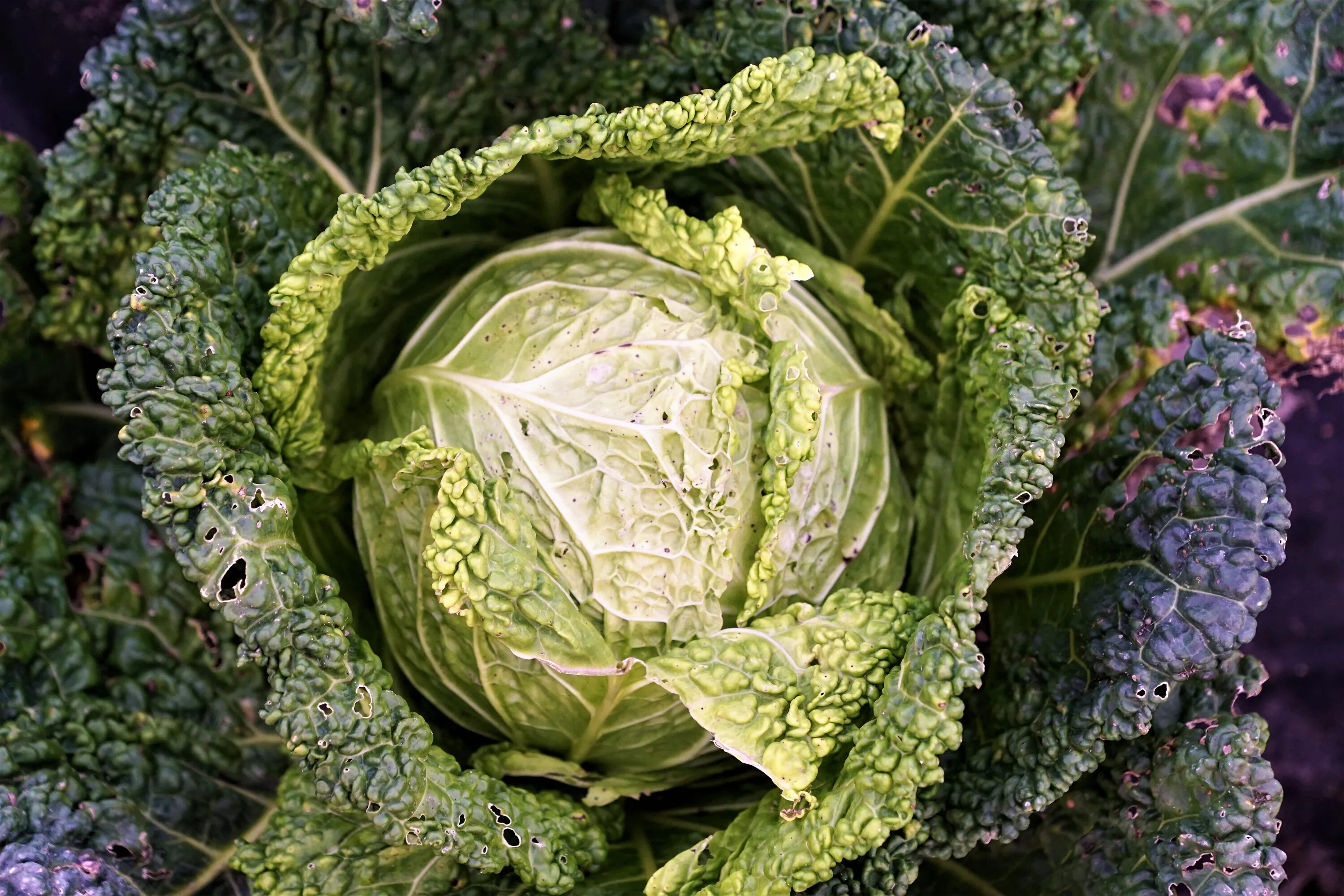 Капуста калли фото Colorful Savoy cabbage, top view of plant free image download