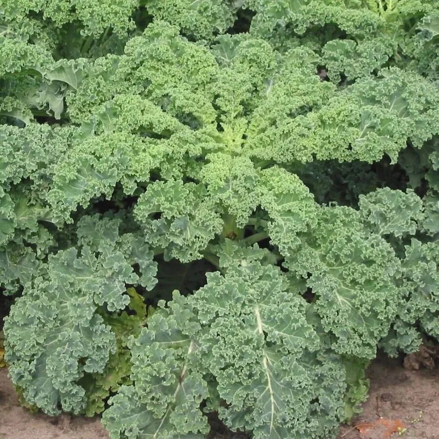 Капуста калли фото Капуста Листовая Кале купить на OZON по низкой цене