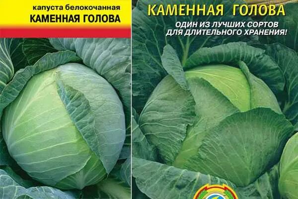 Капуста каменна глова описание сорта фото отзывы Капуста каменная голова: характеристика сорта, описание и фото, преимущества и н