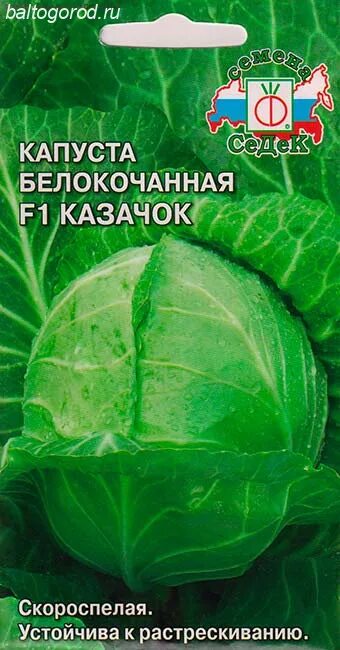 Капуста казачок f1 описание сорта фото отзывы Капуста Казачок F1 купить семена описание сорта фото отзывы
