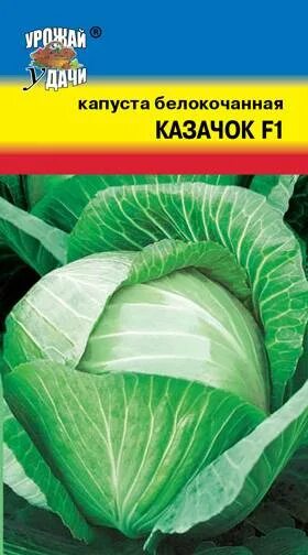 Капуста казачок фото Купить Капуста белокочанная Казачок F1 УУД по цене от 21 руб
