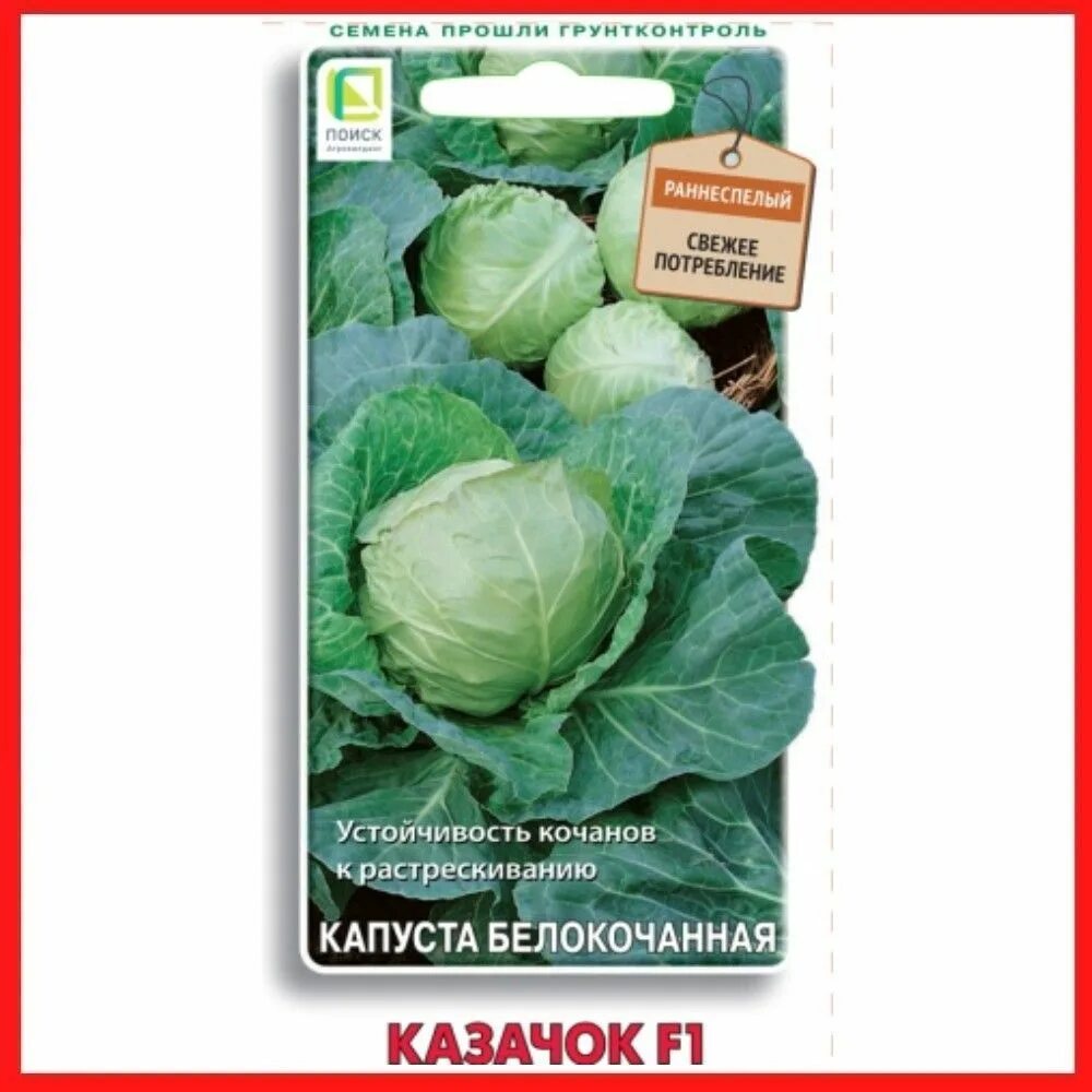 Капуста казачок фото Капуста ПОИСК Агрохолдинг Капуста белокочанная Вьюга_светло-зеленый_зеленый_белы