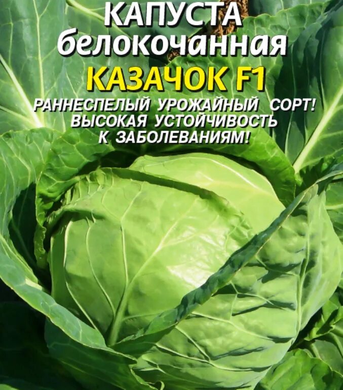 Капуста казачок фото Семена Капуста б/к F1 Казачок: описание сорта, фото - купить с доставкой или поч