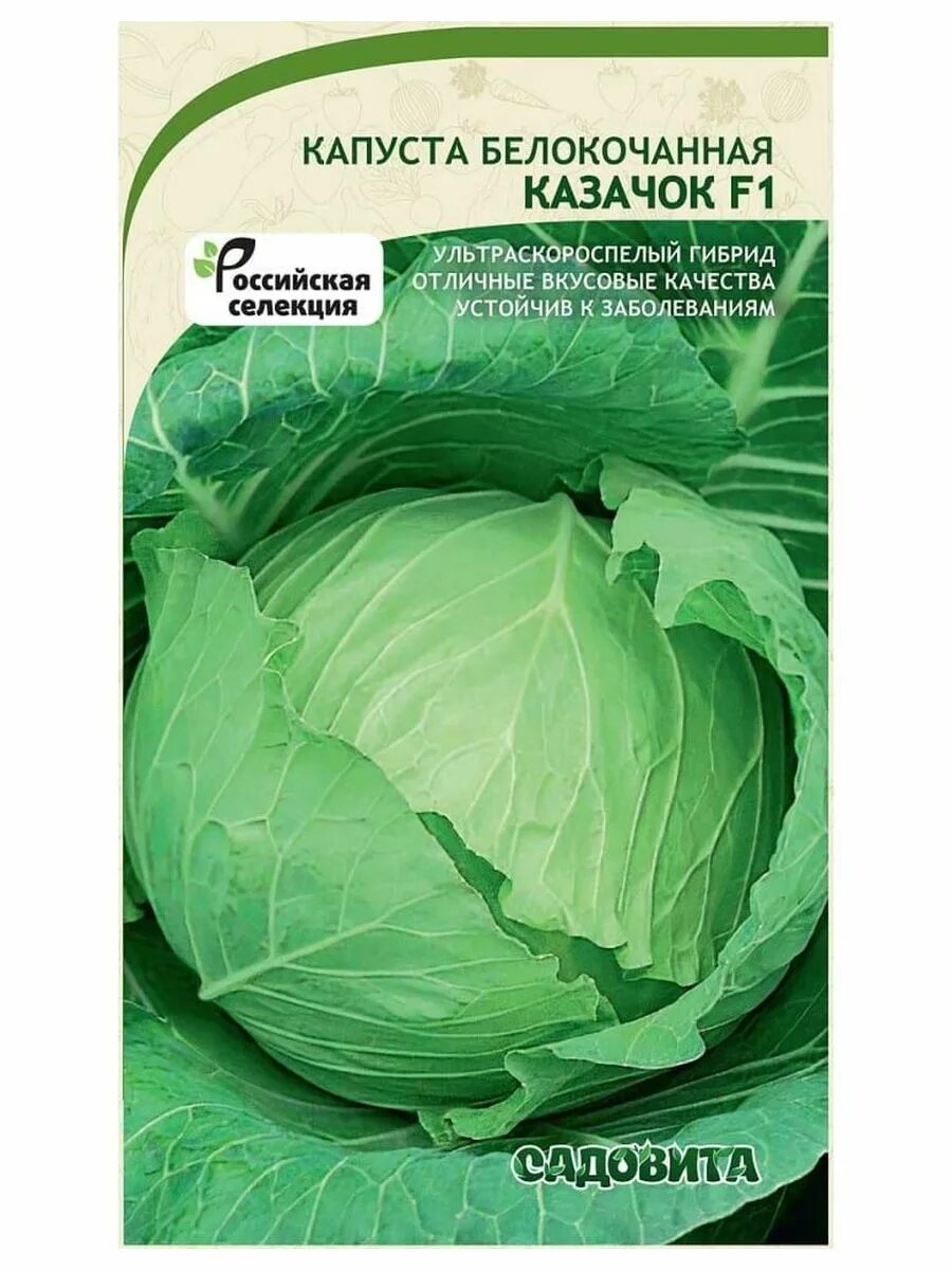 Капуста казачок фото Семена Капуста белокочанная Казачок F1 0.1 г Садовита 224314786 купить за 206 ₽ 